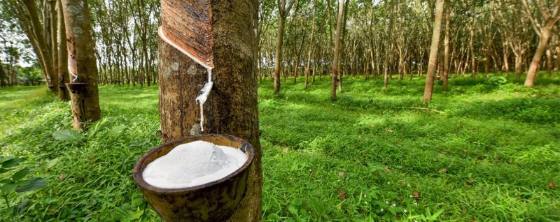 ต้นทุนผลิตยางพาราไทย ได้เวลาต้อง “รื้อใหญ่”