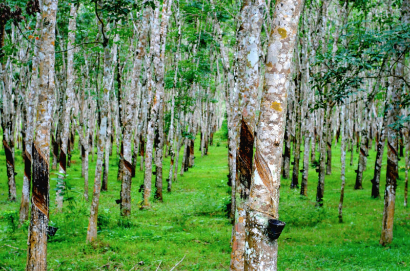 ต้นทุนผลิตยางพาราไทย ได้เวลาต้อง “รื้อใหญ่”
