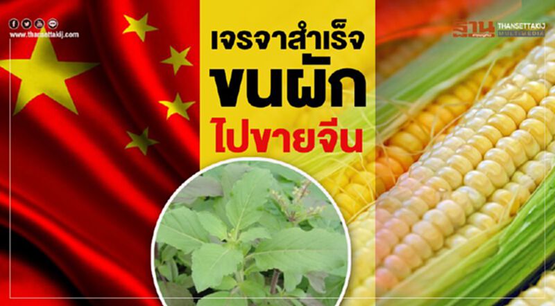 เจรจาสำเร็จขนผักไปขายจีน เจรจาสำเร็จขนผักไปขายจีน