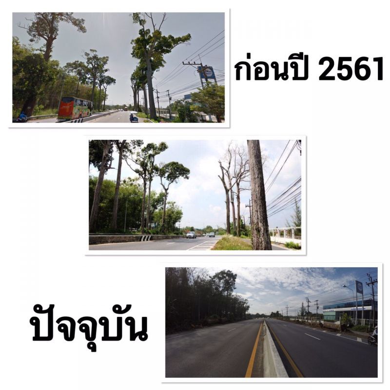  “ส.ส.พังงา”ร้องนายกฯ กรมทางหลวงตัดต้นไม้ร้อยปีมิชอบ 