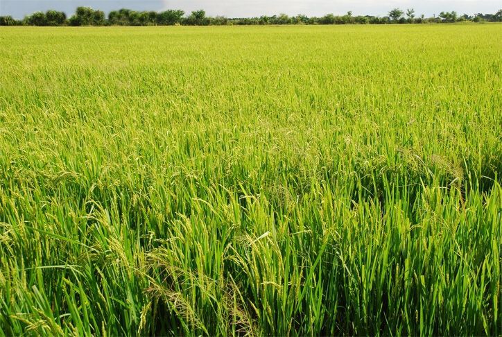 อุตสาหกรรมข้าวไทย 5 ปีล้มละลาย