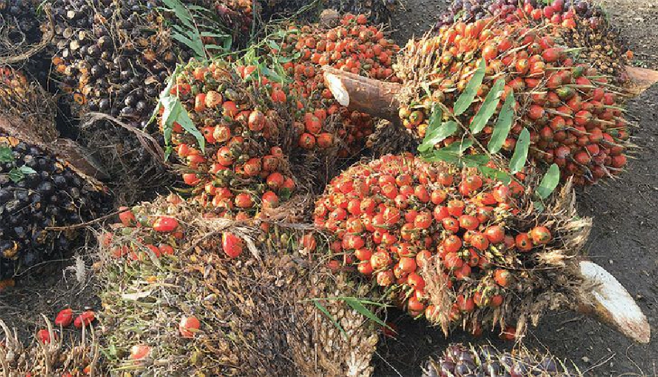 ราคาปาล์มพุ่ง 4.30 บาท  รัฐไม่ต้องชดเชยส่วนต่าง