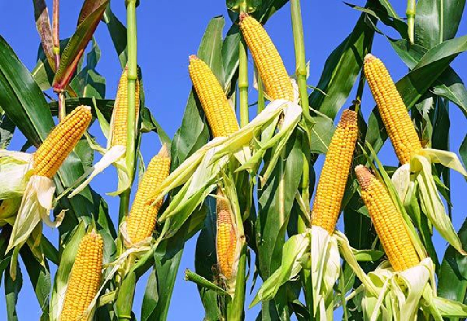 ราคาปาล์มพุ่ง 4.30 บาท  รัฐไม่ต้องชดเชยส่วนต่าง