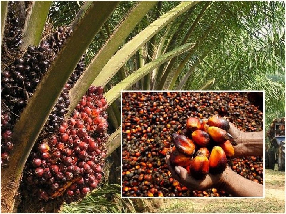 ราคาปาล์มพุ่ง 4.30 บาท  รัฐไม่ต้องชดเชยส่วนต่าง