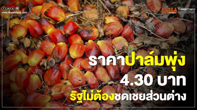 ราคาปาล์มพุ่ง 4.30 บาท รัฐไม่ต้องชดเชยส่วนต่าง ราคาปาล์มพุ่ง 4.30 บาท รัฐไม่ต้องชดเชยส่วนต่าง