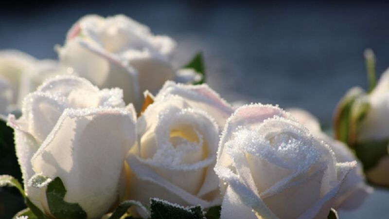 มอบดอกไม้สีขาวให้กำลังใจ ‘มนัญญา’ มอบดอกไม้สีขาวให้กำลังใจ ‘มนัญญา’