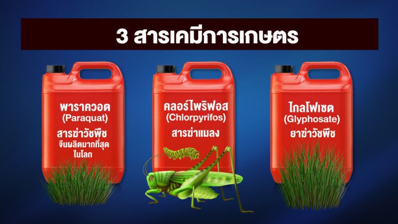ผิดหวังยืดแบน ‘พาราควอต-คลอร์ไพริฟอส 6 เดือน
