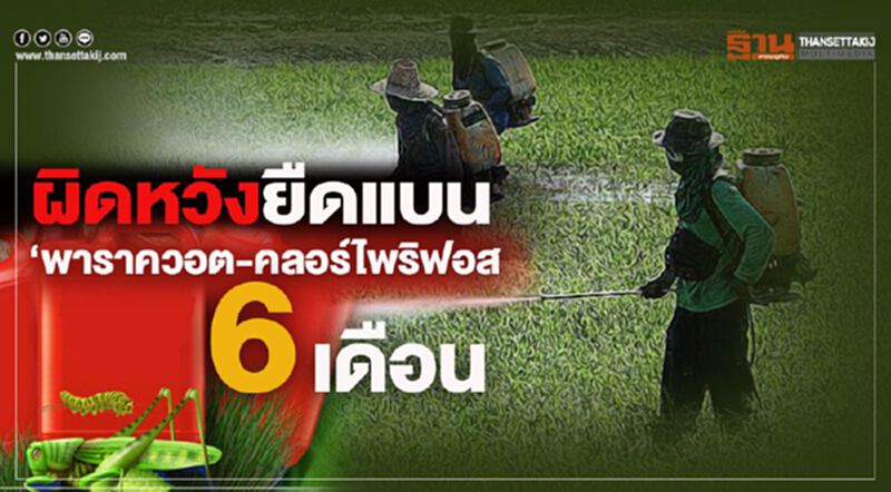 ผิดหวังยืดแบน ‘พาราควอต-คลอร์ไพริฟอส 6 เดือน ผิดหวังยืดแบน ‘พาราควอต-คลอร์ไพริฟอส 6 เดือน