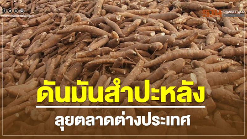 ดันมันสำปะหลังลุยตลาดต่างประเทศ ดันมันสำปะหลังลุยตลาดต่างประเทศ