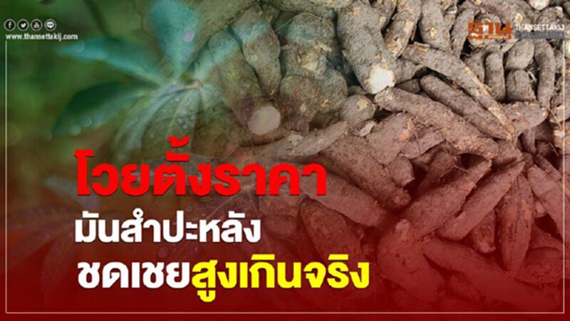 โวยตั้งราคามันสำปะหลังชดเชยสูงเกินจริง โวยตั้งราคามันสำปะหลังชดเชยสูงเกินจริง