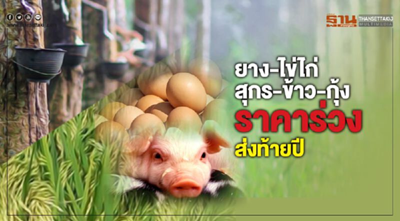 ยาง-ไข่ไก่-สุกร-ข้าว-กุ้ง ราคาร่วงส่งท้ายปี ยาง-ไข่ไก่-สุกร-ข้าว-กุ้ง ราคาร่วงส่งท้ายปี