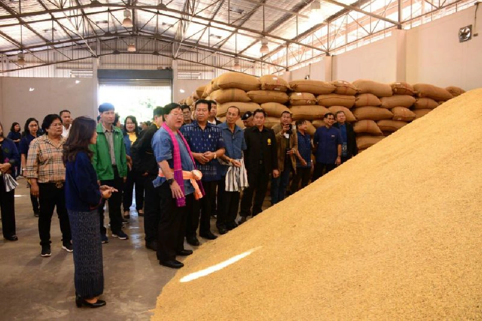 ชาวนาเฮ ! ก.เกษตรฯคิกออฟ รับซื้อพันธุ์ข้าว 1.3 หมื่นตัน 