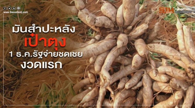 มันสำปะหลังเป๋าตุง 1 ธ.ค.รัฐจ่ายชดเชยงวดแรก มันสำปะหลังเป๋าตุง 1 ธ.ค.รัฐจ่ายชดเชยงวดแรก