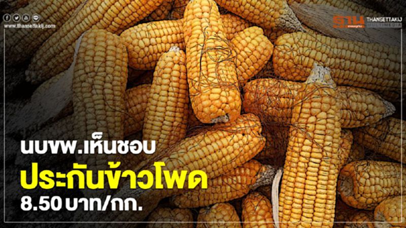 จ่ายแน่ งวดแรก 20 ธ.ค.ประกันข้าวโพด 8.50 บาท/กก. จ่ายแน่ งวดแรก 20 ธ.ค.ประกันข้าวโพด 8.50 บาท/กก.