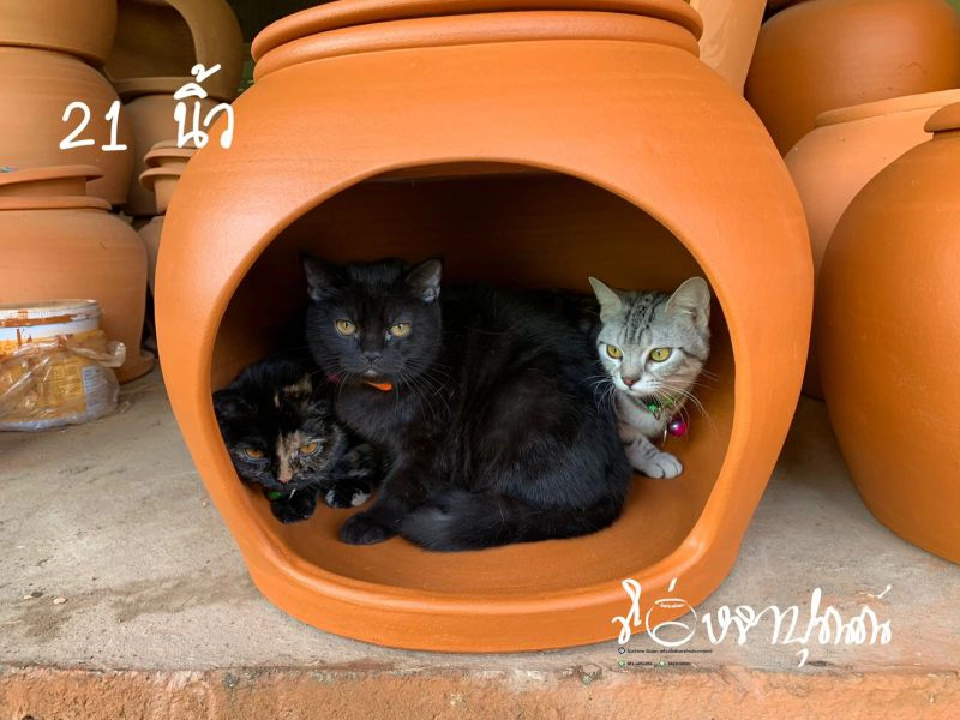 ‘โอ่งแมว’ ไอเทมสู้ร้อน  เจาะกลุ่มทาสแมว