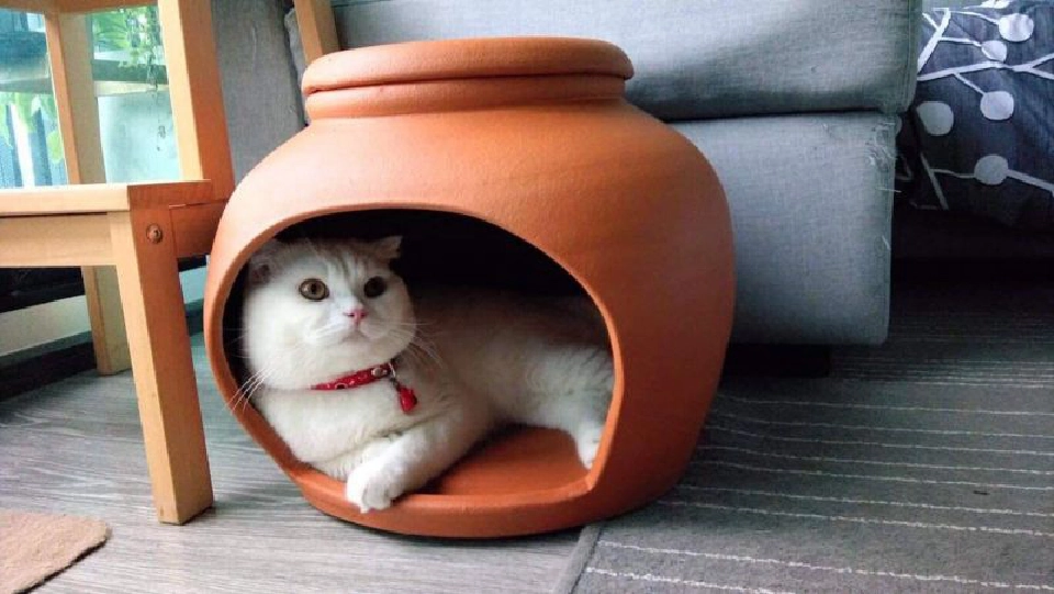 ‘โอ่งแมว’ ไอเทมสู้ร้อน  เจาะกลุ่มทาสแมว