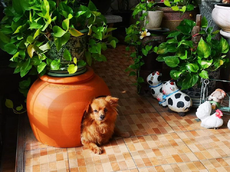 ‘โอ่งแมว’ ไอเทมสู้ร้อน  เจาะกลุ่มทาสแมว