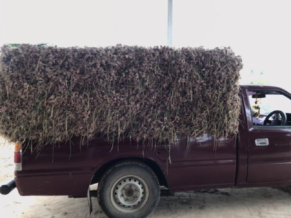 สศก.ลั่นปีทองหอมหัวแดง