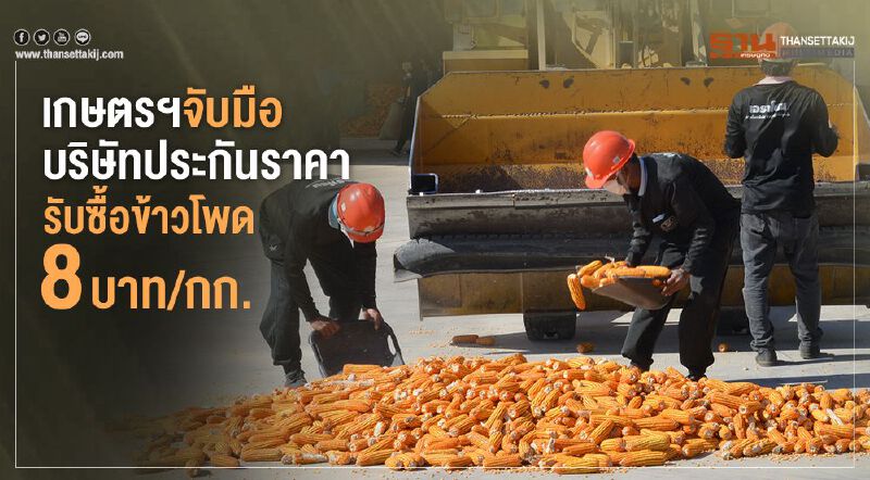 เกษตรฯ จับมือบริษัทประกันราคารับซื้อข้าวโพด 8 บาท/กก. เกษตรฯ จับมือบริษัทประกันราคารับซื้อข้าวโพด 8 บาท/กก.