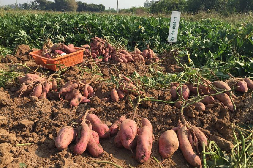 มันเทศพันธุ์ใหม่ ‘พิจิตร2’ ผลผลิตสูง แป้งดี