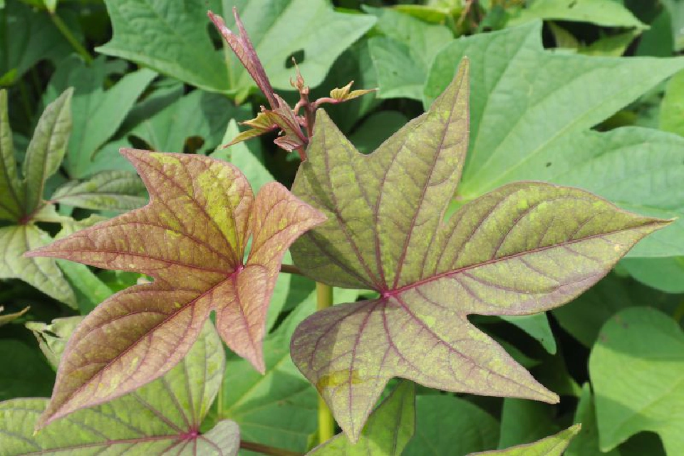 มันเทศพันธุ์ใหม่ ‘พิจิตร2’ ผลผลิตสูง แป้งดี