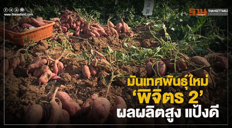 มันเทศพันธุ์ใหม่ ‘พิจิตร2’ ผลผลิตสูง แป้งดี มันเทศพันธุ์ใหม่ ‘พิจิตร2’ ผลผลิตสูง แป้งดี