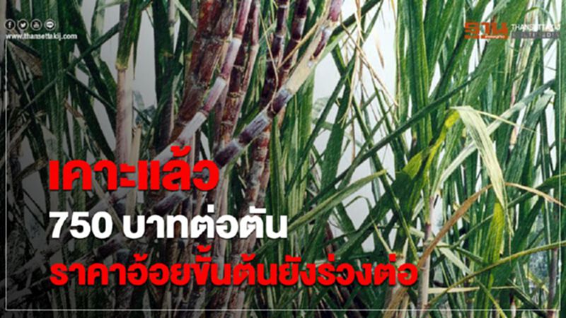 เคาะแล้ว 750 บาทต่อตัน ราคาอ้อยขั้นต้นยังร่วงต่อ เคาะแล้ว 750 บาทต่อตัน ราคาอ้อยขั้นต้นยังร่วงต่อ