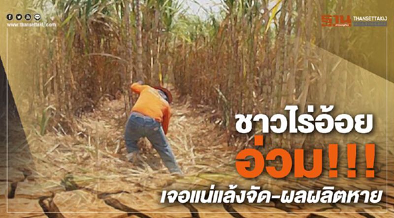 ชาวไร่อ้อยอ่วม!!! เจอแน่แล้งจัด-ผลผลิตหาย ชาวไร่อ้อยอ่วม!!! เจอแน่แล้งจัด-ผลผลิตหาย