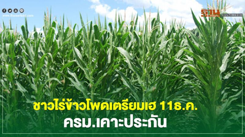 ชาวไร่ข้าวโพดเตรียมเฮ 11ธ.ค. ครม.เคาะประกัน ชาวไร่ข้าวโพดเตรียมเฮ 11ธ.ค. ครม.เคาะประกัน