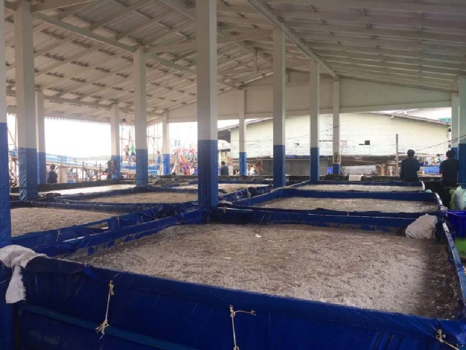 ไฟเขียว “อวนจับแมงกะพรุน” ออกทำประมงชั่วคราวได้ 2 ปี