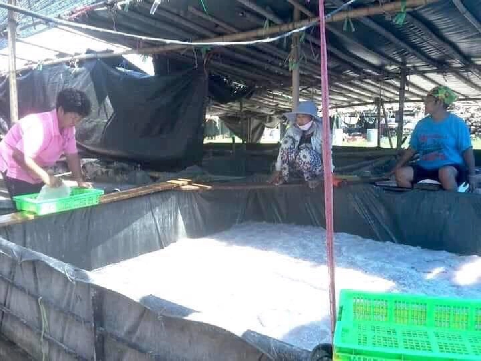 ไฟเขียว “อวนจับแมงกะพรุน” ออกทำประมงชั่วคราวได้ 2 ปี