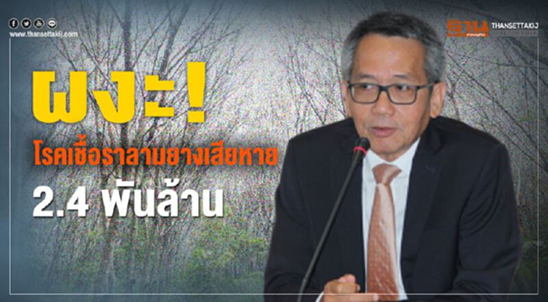 ผงะ! โรคเชื้อราลามยางเสียหาย 2.4 พันล้าน ผงะ! โรคเชื้อราลามยางเสียหาย 2.4 พันล้าน