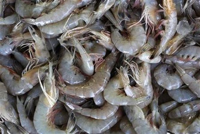ลั่นปี 63 สดใส เล็งส่งออกกุ้งไทย 6 หมื่นล้าน 