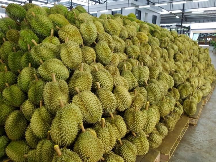 เปิดแผนจีน“กินรวบ” ทุเรียนไทย  หวั่นซ้ำรอยยางพารา!!!