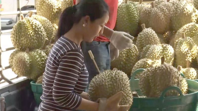 เปิดแผนจีน“กินรวบ” ทุเรียนไทย  หวั่นซ้ำรอยยางพารา!!!
