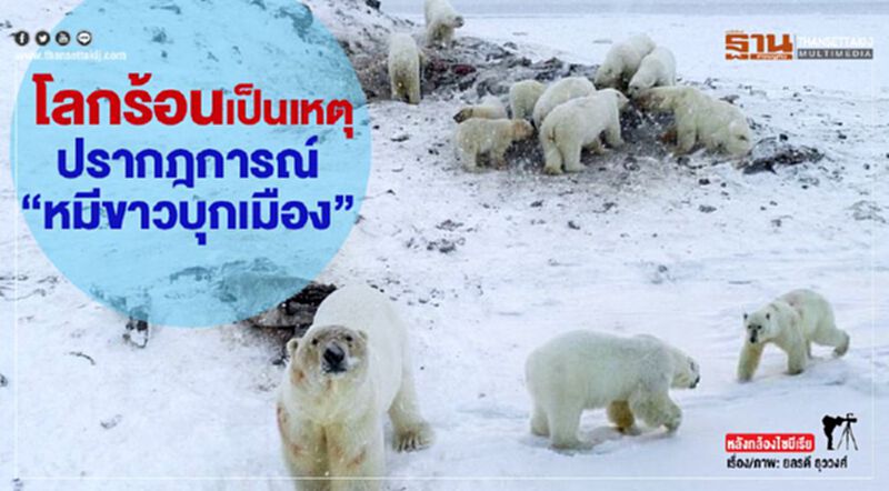 โลกร้อนเป็นเหตุ ปรากฎการณ์ “หมีขาวบุกเมือง” โลกร้อนเป็นเหตุ ปรากฎการณ์ “หมีขาวบุกเมือง”