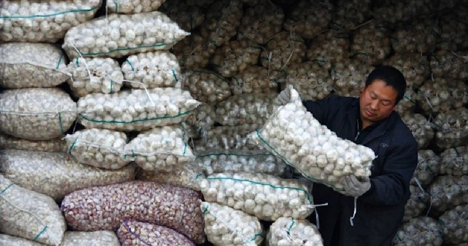 “กระเทียมจีน”ท่วมโลก กระเทียมไทยจะรอดหรือไม่?