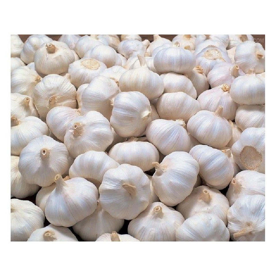 “กระเทียมจีน”ท่วมโลก กระเทียมไทยจะรอดหรือไม่?