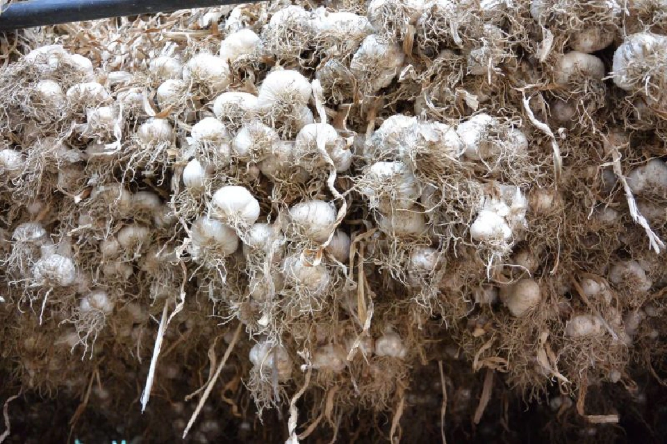 “กระเทียมจีน”ท่วมโลก กระเทียมไทยจะรอดหรือไม่?