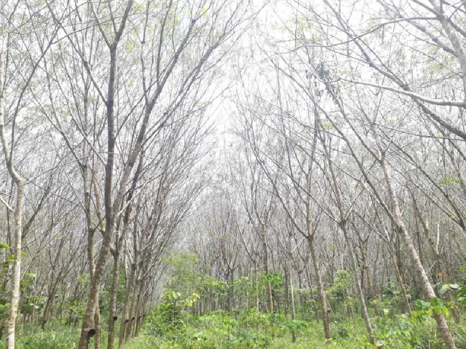 เครือข่าย กยท.เบรกขายยางสต็อกแสนตัน