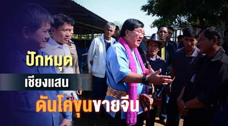 ปักหมุดเชียงแสนดันโคขุนขายจีน ปักหมุดเชียงแสนดันโคขุนขายจีน