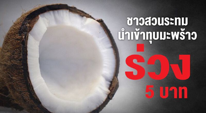 ชาวสวนระทมนำเข้าทุบมะพร้าวร่วง 5 บาท ชาวสวนระทมนำเข้าทุบมะพร้าวร่วง 5 บาท