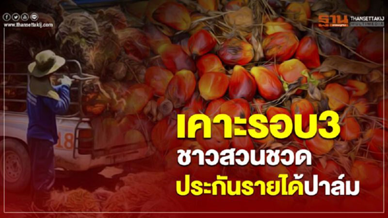 เคาะรอบ3 ชาวสวนชวดประกันรายได้ปาล์ม เคาะรอบ3 ชาวสวนชวดประกันรายได้ปาล์ม