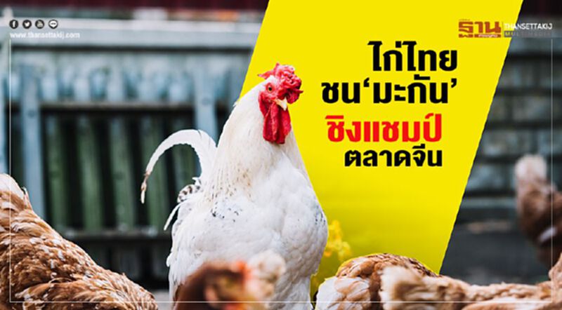 ไก่ไทยชน‘มะกัน’ ชิงแชมป์ตลาดจีน ไก่ไทยชน‘มะกัน’ ชิงแชมป์ตลาดจีน