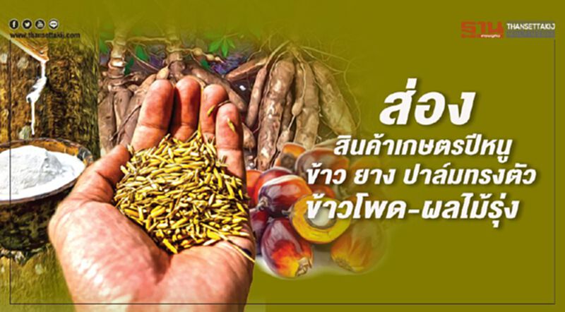ส่อง สินค้าเกษตรปีหนู ข้าว ยาง ปาล์มทรงตัว ข้าวโพด-ผลไม้รุ่ง ส่อง สินค้าเกษตรปีหนู ข้าว ยาง ปาล์มทรงตัว ข้าวโพด-ผลไม้รุ่ง