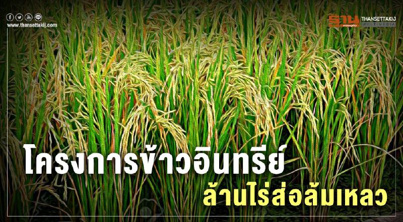 โครงการข้าวอินทรีย์ล้านไร่ส่อล้มเหลว