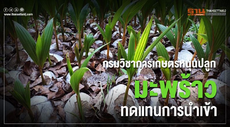 กรมวิชาการเกษตรหนุนปลูกมะพร้าวทดแทนการนำเข้า กรมวิชาการเกษตรหนุนปลูกมะพร้าวทดแทนการนำเข้า