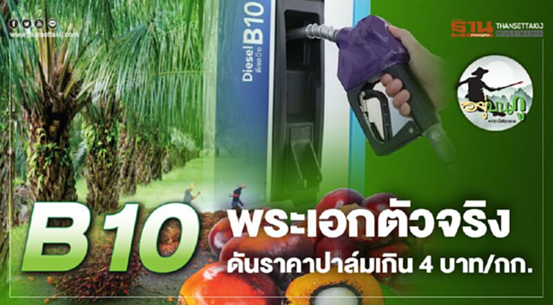 B10 พระเอกตัวจริง ดันราคาปาล์มเกิน4บาท/กก. B10 พระเอกตัวจริง ดันราคาปาล์มเกิน4บาท/กก.