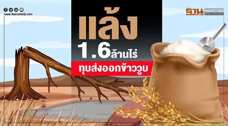 แล้ง1.6ล้านไร่ ทุบส่งออกข้าววูบ แล้ง1.6ล้านไร่ ทุบส่งออกข้าววูบ