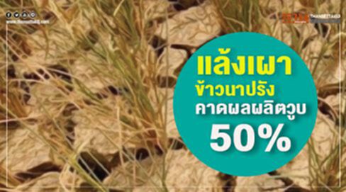 แล้งเผาข้าวนาปรัง คาดผลผลิตวูบ50% แล้งเผาข้าวนาปรัง คาดผลผลิตวูบ50%